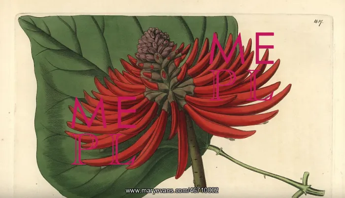 : Erythrina speciosa : Erythrina speciosa