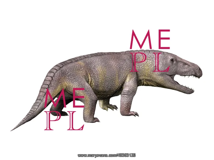 : Erythrosuchus is a reptile from the Middle Triassic of ? : Erythrosuchus is a reptile from the Middle Triassic of ?
