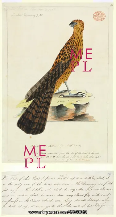 : Erythrotriorchis radiatus, red goshawk : Erythrotriorchis radiatus, red goshawk