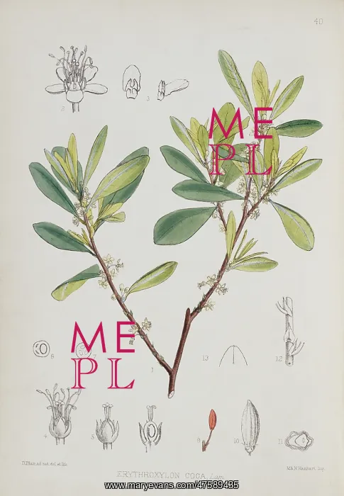 : Erythroxylon coca, coca : Erythroxylon coca, coca