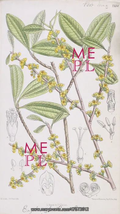 : Erythroxylum coca, coca : Erythroxylum coca, coca