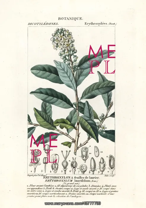 : Erythroxylum laurifolium : Erythroxylum laurifolium