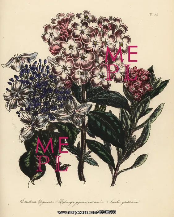 : Escallonia, hydrangea and luculia species : Escallonia, hydrangea and luculia species