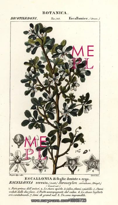 : Escallonia serrata : Escallonia serrata