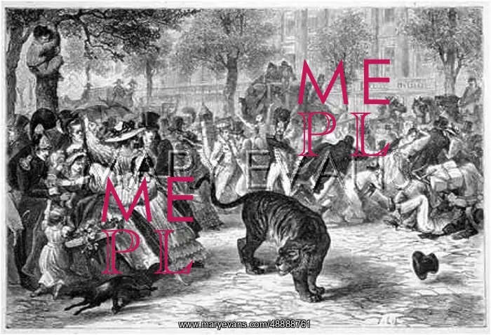 : ESCAPED TIGER IN PARIS : ESCAPED TIGER IN PARIS