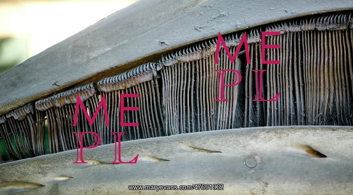 : Eschrichtius robustus, gray whale : Eschrichtius robustus, gray whale