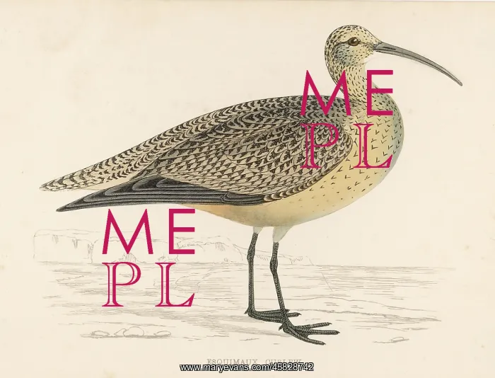  : ESKIMO CURLEW (MORRIS)