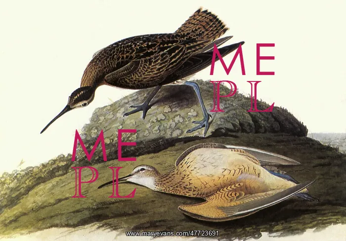  : Eskimo Curlew, Numenius borealis