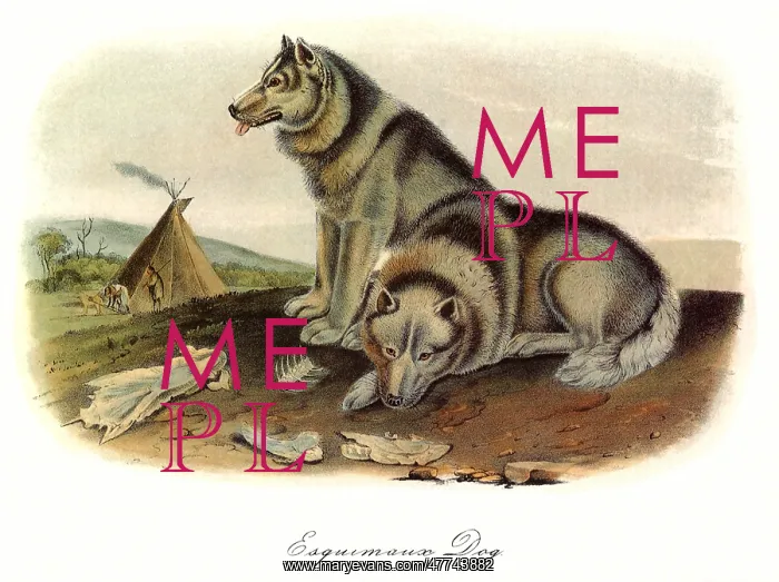  : Eskimo Dog