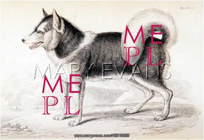  : ESKIMO DOG (SMITH)