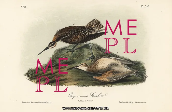 : Eskimo or eskimaux curlew, Numenius borealis. Extinct : Eskimo or eskimaux curlew, Numenius borealis. Extinct