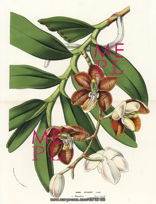 : Esmeralda cathcartii orchid : Esmeralda cathcartii orchid