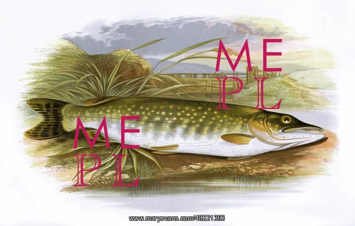 : Esox lucius, or Northern Pike : Esox lucius, or Northern Pike