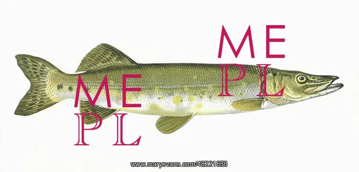 : Esox lucius, or Northern Pike : Esox lucius, or Northern Pike