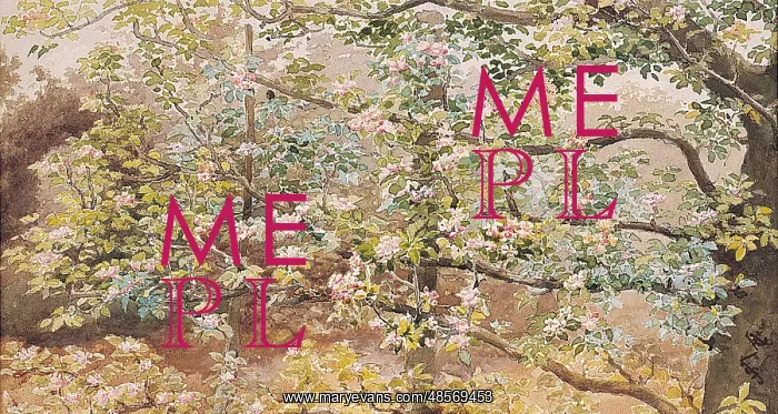 : Espalier Apple Blossom : Espalier Apple Blossom