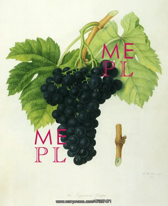  : Esperione Grapes