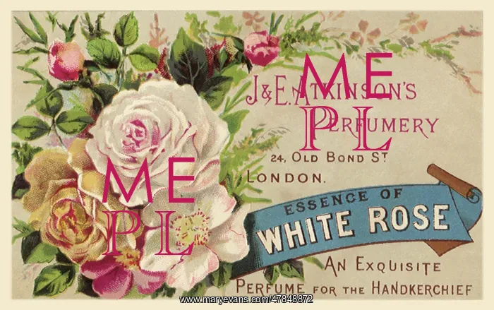 : Essence of White Rose : Essence of White Rose