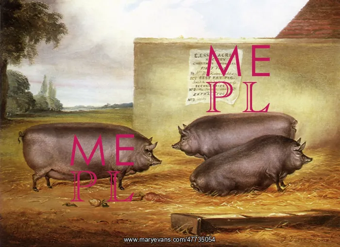  : Three Essex Pigs
