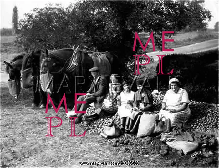 : ESSEX POTATO PICKERS : ESSEX POTATO PICKERS