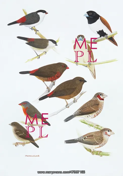 : Estrildid finches : Estrildid finches