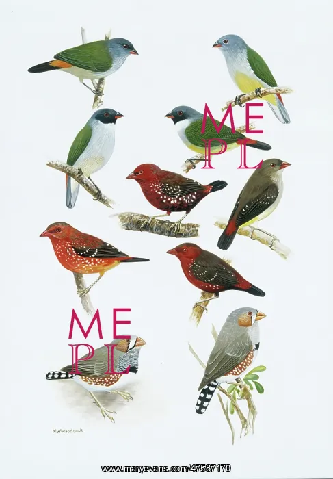 : Estrildid finches : Estrildid finches