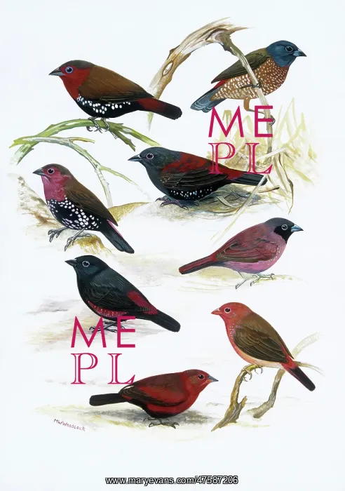 : Estrildid finches : Estrildid finches