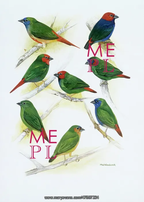 : Estrildid finches : Estrildid finches