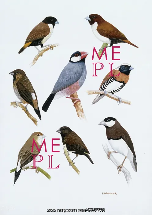 : Estrildid finches : Estrildid finches