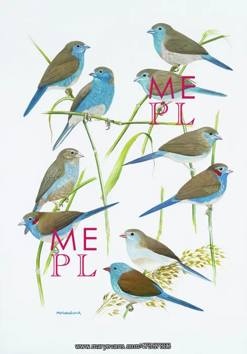 : Estrildid finches : Estrildid finches