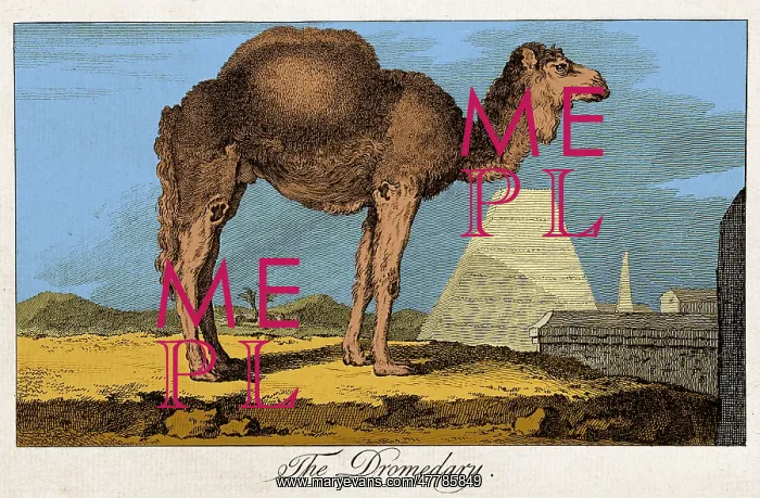 : Etching of Dromedary, Buffon, 18th C : Etching of Dromedary, Buffon, 18th C
