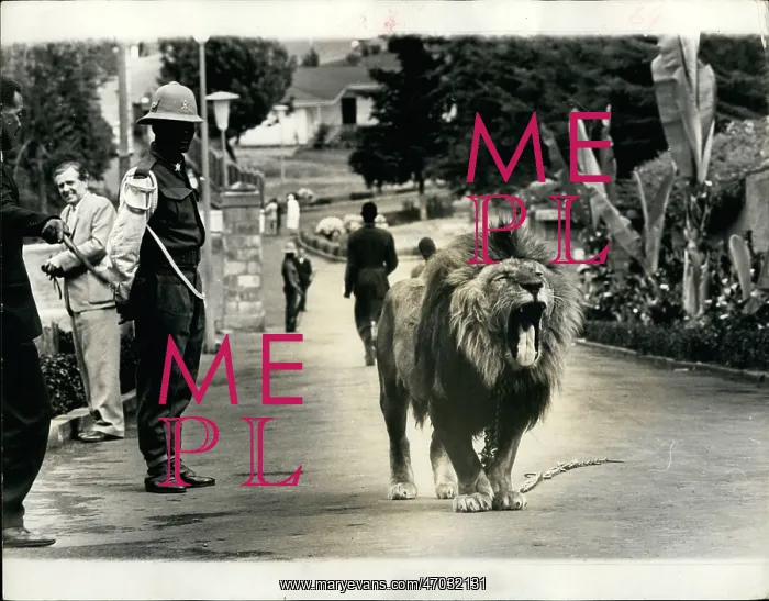 : Ethiopian emperor's lion Tojo : Ethiopian emperor's lion Tojo