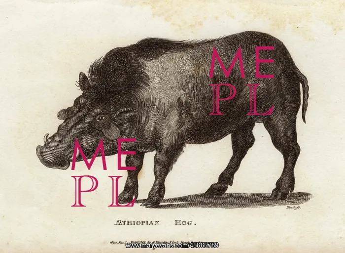 : Ethiopian Giant Forest Hog : Ethiopian Giant Forest Hog