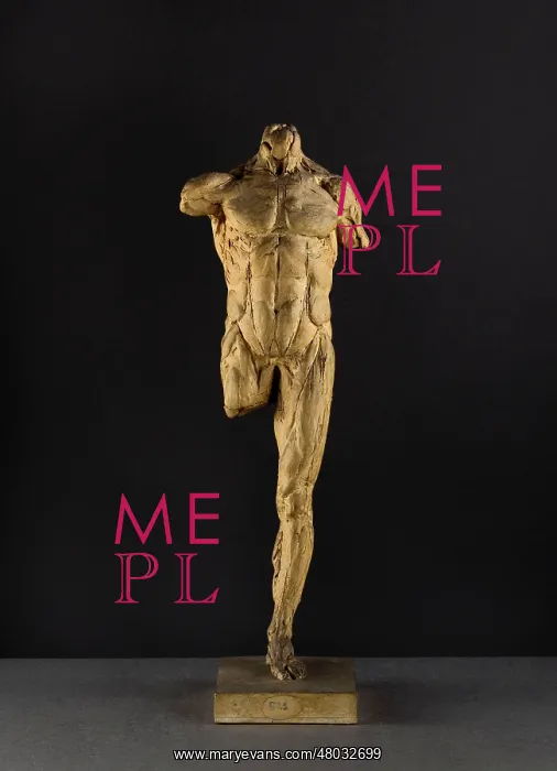 : Etude d'ecorche : Etude d'ecorche