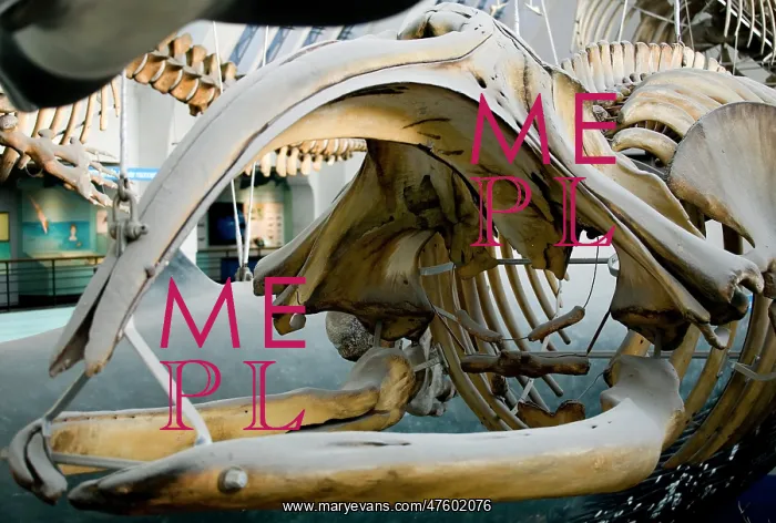 : Eubalaena glacialis, black right whale : Eubalaena glacialis, black right whale