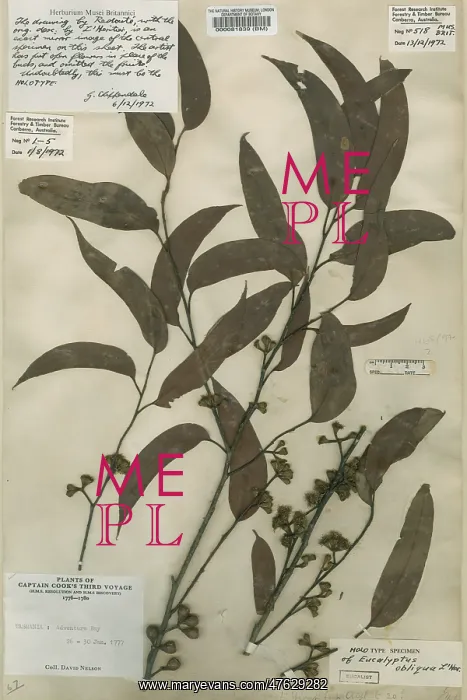 : Eucalyptus obliqua, Australian oak : Eucalyptus obliqua, Australian oak