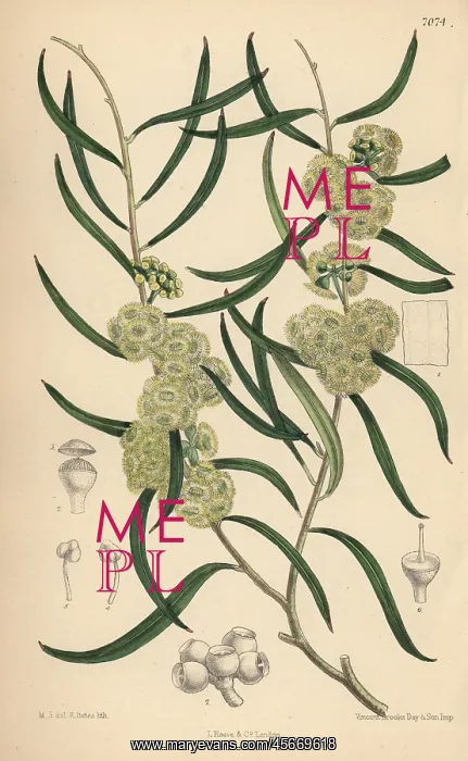: Eucalyptus stricta, native of New South Wales, Australia : Eucalyptus stricta, native of New South Wales, Australia