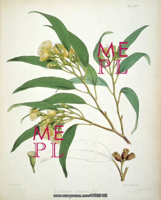  : Eucalyptus urnigera, eucalyptus
