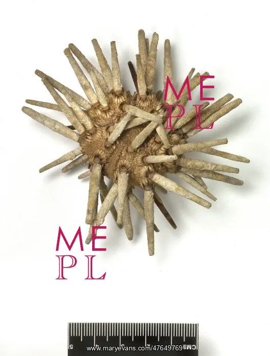 : Eucidaris tribuloides, sea urchin : Eucidaris tribuloides, sea urchin