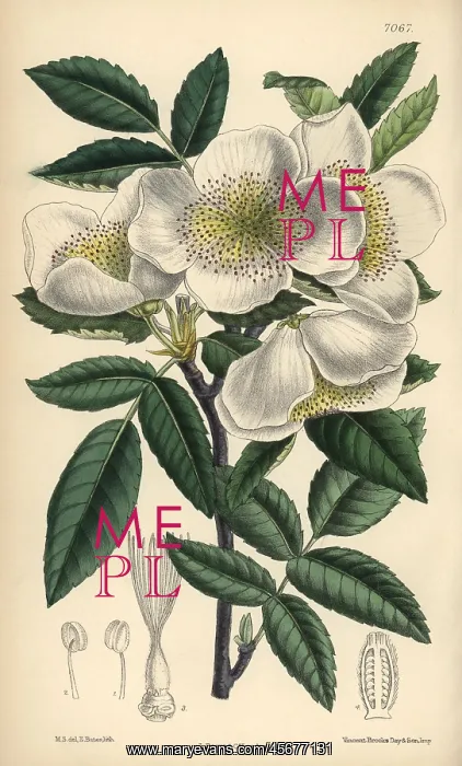 : Eucryphia pinnatifolia, white flowered shrub native to Chile : Eucryphia pinnatifolia, white flowered shrub native to Chile