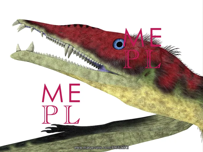 : Eudimorphodon pterosaur head : Eudimorphodon pterosaur head