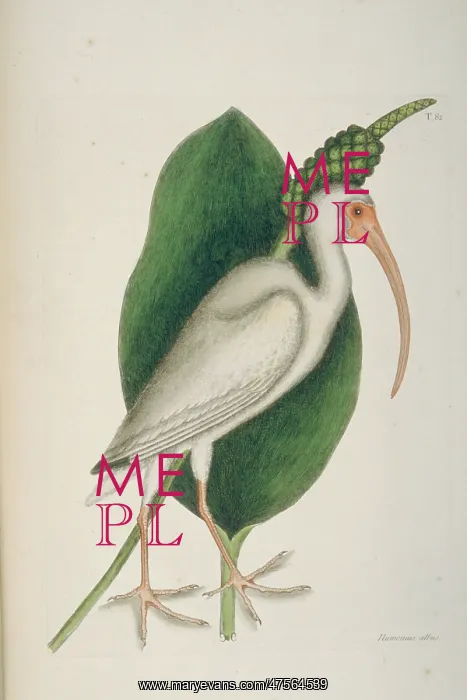 : Eudocimus albus, white ibis : Eudocimus albus, white ibis