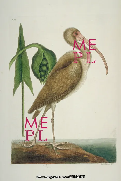 : Eudocimus albus, white ibis : Eudocimus albus, white ibis