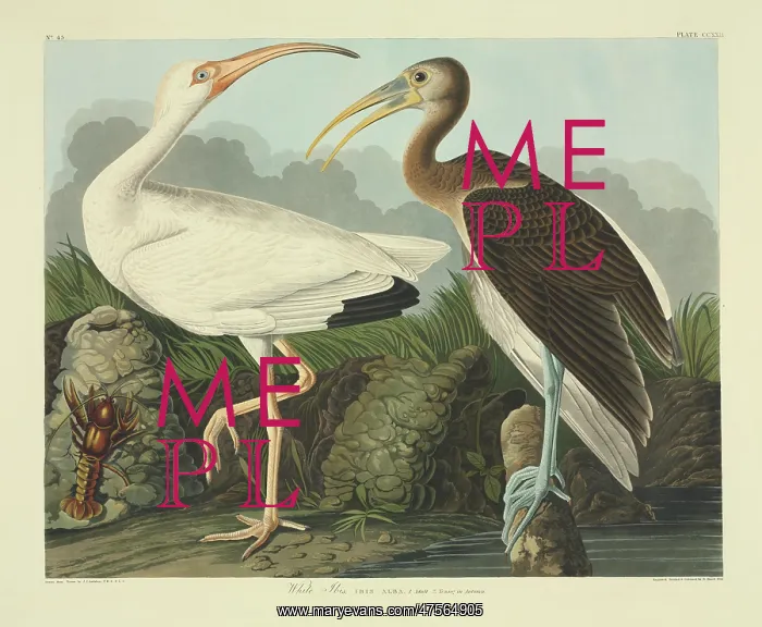 : Eudocimus albus, white ibis : Eudocimus albus, white ibis