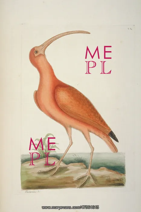 : Eudocimus ruber, scarlet ibis : Eudocimus ruber, scarlet ibis