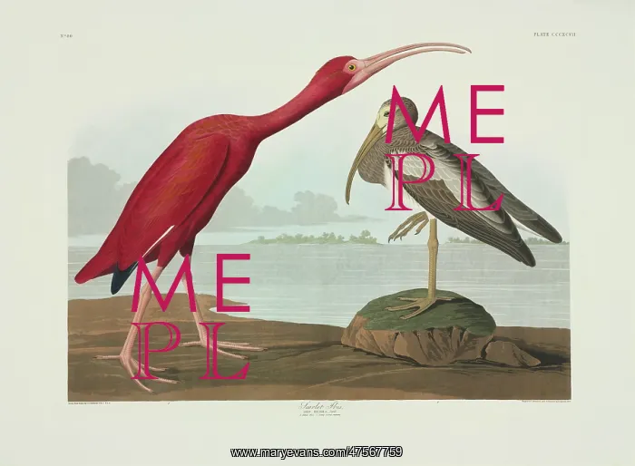 : Eudocimus ruber, scarlet Ibis : Eudocimus ruber, scarlet Ibis
