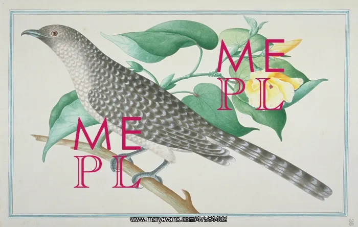 : Eudynamys scolopaceus, common koel : Eudynamys scolopaceus, common koel