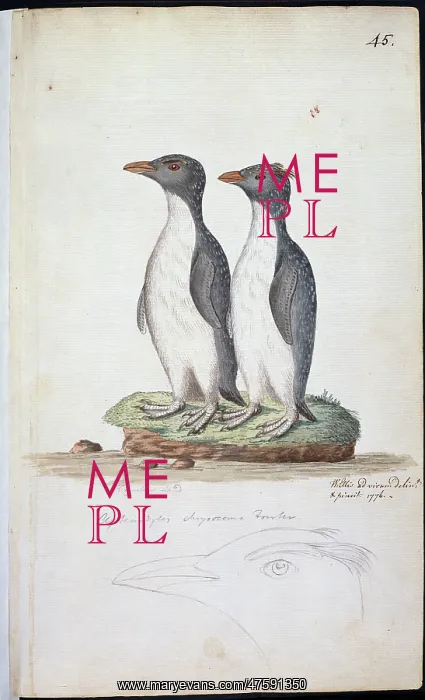 : Eudyptes chrysocome, rockhopper penguin : Eudyptes chrysocome, rockhopper penguin