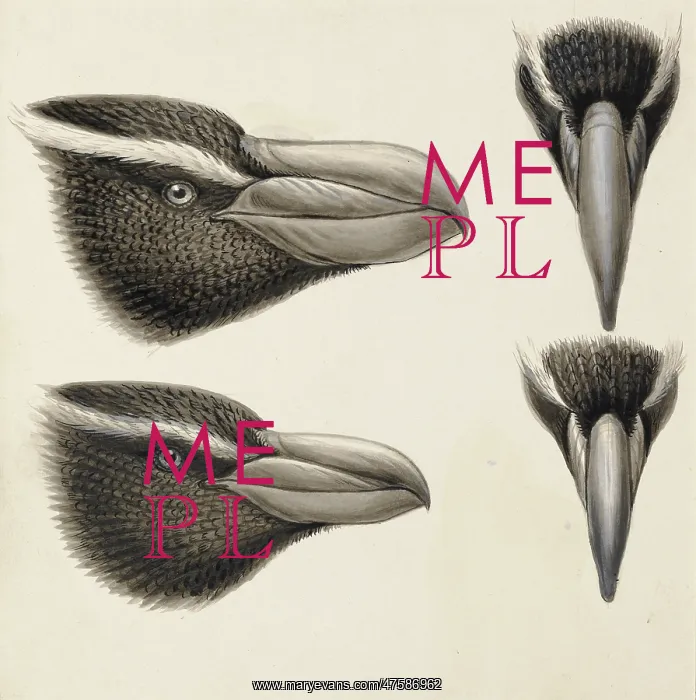 : Eudyptes robustus, snares penguin, E. pachyrhynchus, Fiordla : Eudyptes robustus, snares penguin, E. pachyrhynchus, Fiordla
