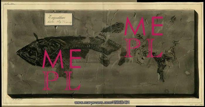 : Eugnathus chirotes Agassiz : Eugnathus chirotes Agassiz