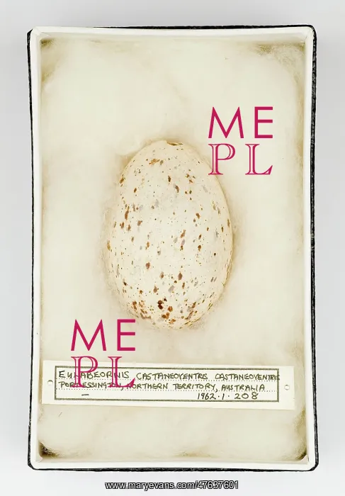 : Eulabeornis castaneoventris egg : Eulabeornis castaneoventris egg